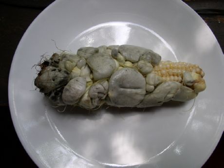 玉米黑粉病菌孢子