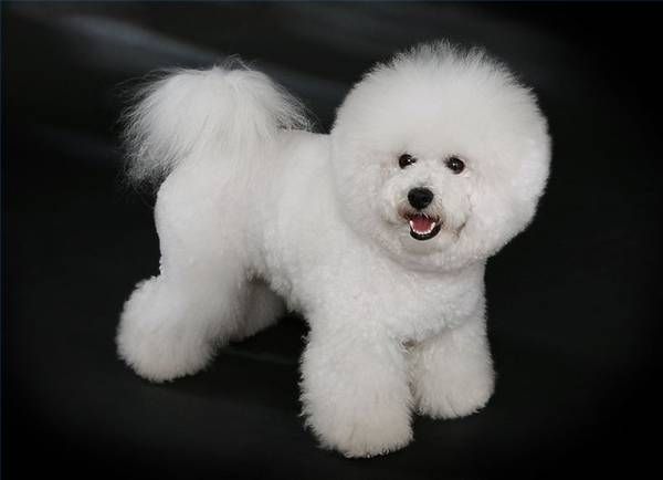 比熊犬