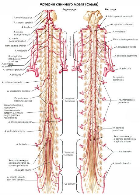 脊髓 