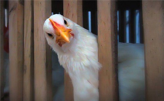 德国医生敲响警钟：鸡肉中发现抗生素耐药性微生物