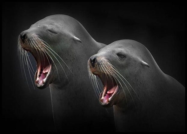 科学家担忧新型H3N8流感病毒