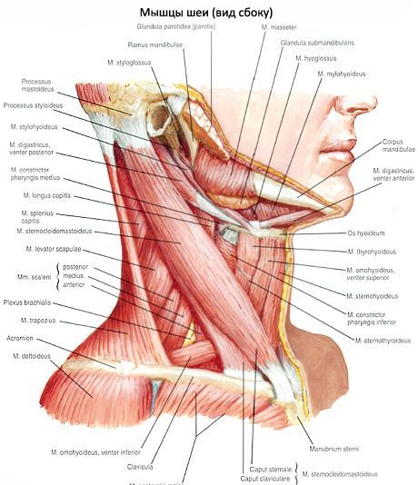 胸锁乳突肌（m. sternocleidomastoideus）