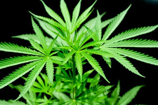 大麻并不能减轻疼痛，它只能使疼痛变得可以忍受。