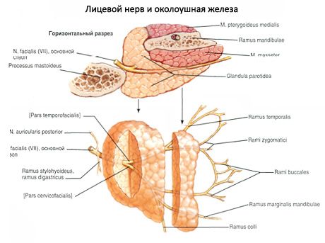 腮腺唾液腺