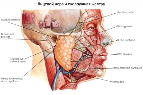 腮腺