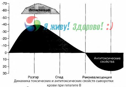 乙肝的发病机制