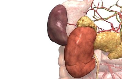 什麼是腎臟？