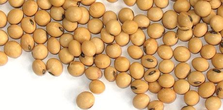 用水浸泡过的大豆具有较高的糖化活性