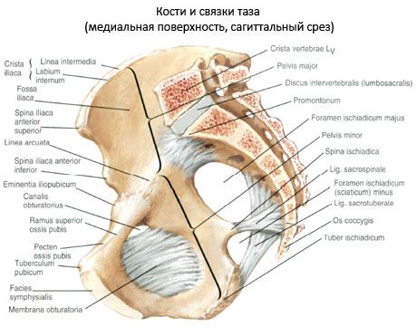 骨盆骨