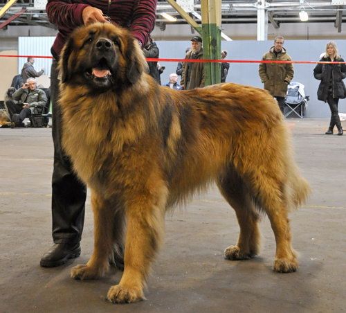 莱昂贝格犬