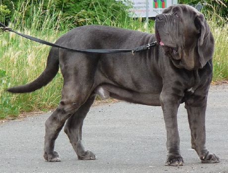 那不勒斯獒犬