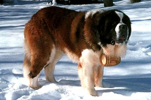 圣伯纳犬