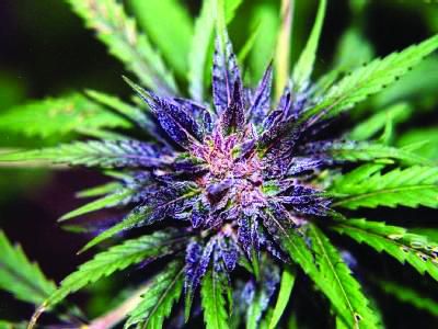 已开发出多种不具有麻醉作用的药用大麻